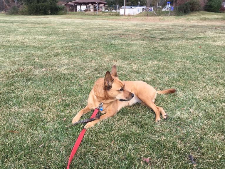 Scotchie, a Siberian Husky and German Shepherd Dog mix tested with EmbarkVet.com