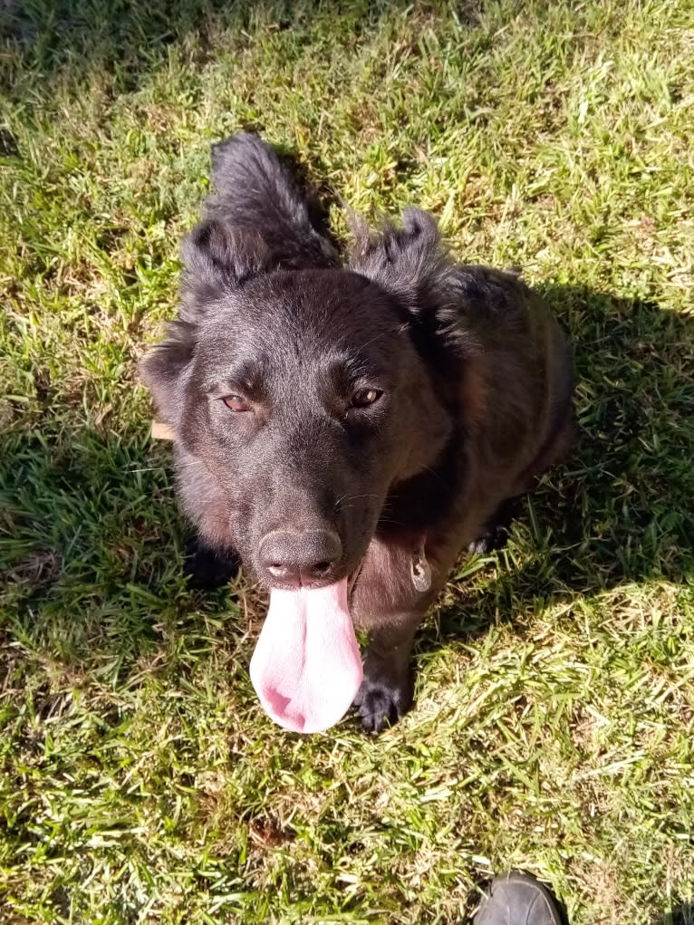 Dixie, a German Shepherd Dog and Australian Shepherd mix tested with EmbarkVet.com