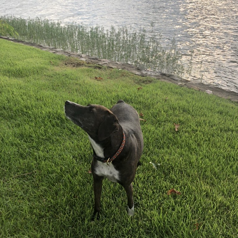 Hannah, a Mountain Cur tested with EmbarkVet.com