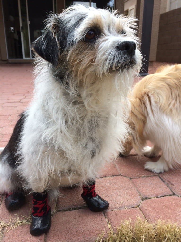 Riley, a Pekingese and Chihuahua mix tested with EmbarkVet.com