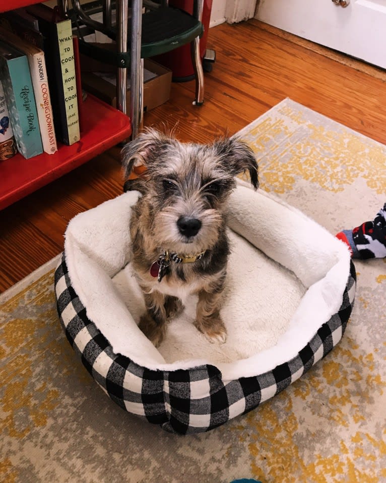 Adelaide, a Miniature Schnauzer and Boston Terrier mix tested with EmbarkVet.com