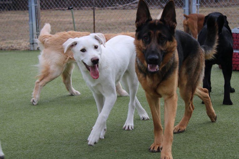 Colt, a Siberian Husky and American Bulldog mix tested with EmbarkVet.com