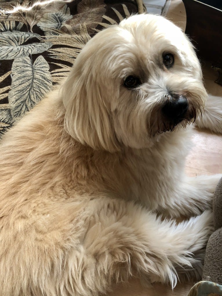 Kimo, a Lhasa Apso and Chow Chow mix tested with EmbarkVet.com