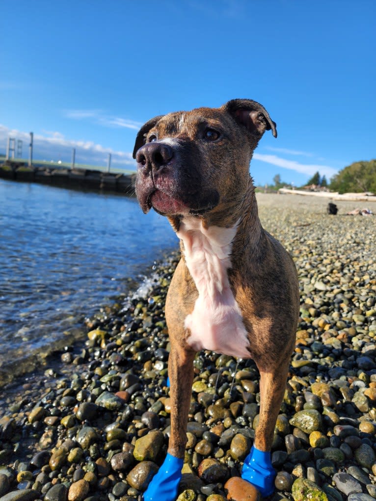 Rosco, an American Pit Bull Terrier tested with EmbarkVet.com