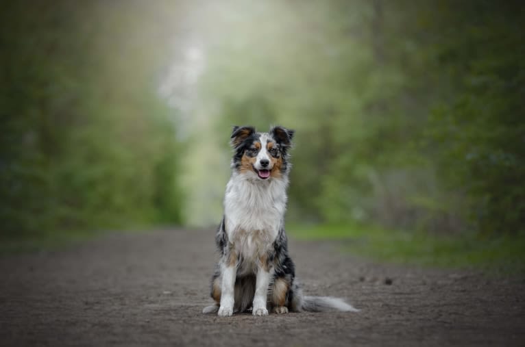 Sweet Heart Last Chance of Happiness, an Australian Shepherd tested with EmbarkVet.com