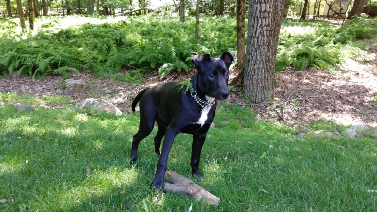 Archer, an American Pit Bull Terrier and German Shepherd Dog mix tested with EmbarkVet.com