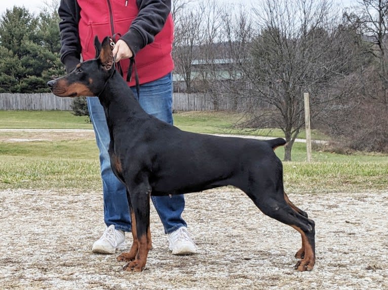 Lotus, a Doberman Pinscher tested with EmbarkVet.com