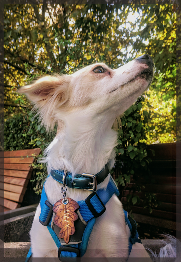 Lizzy (Eliza/Elizabeth), an Eastern European Village Dog and Pekingese mix tested with EmbarkVet.com