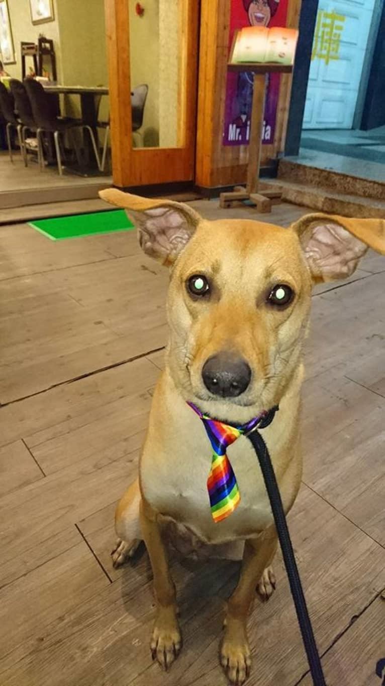 Louie, a Formosan Mountain Dog tested with EmbarkVet.com