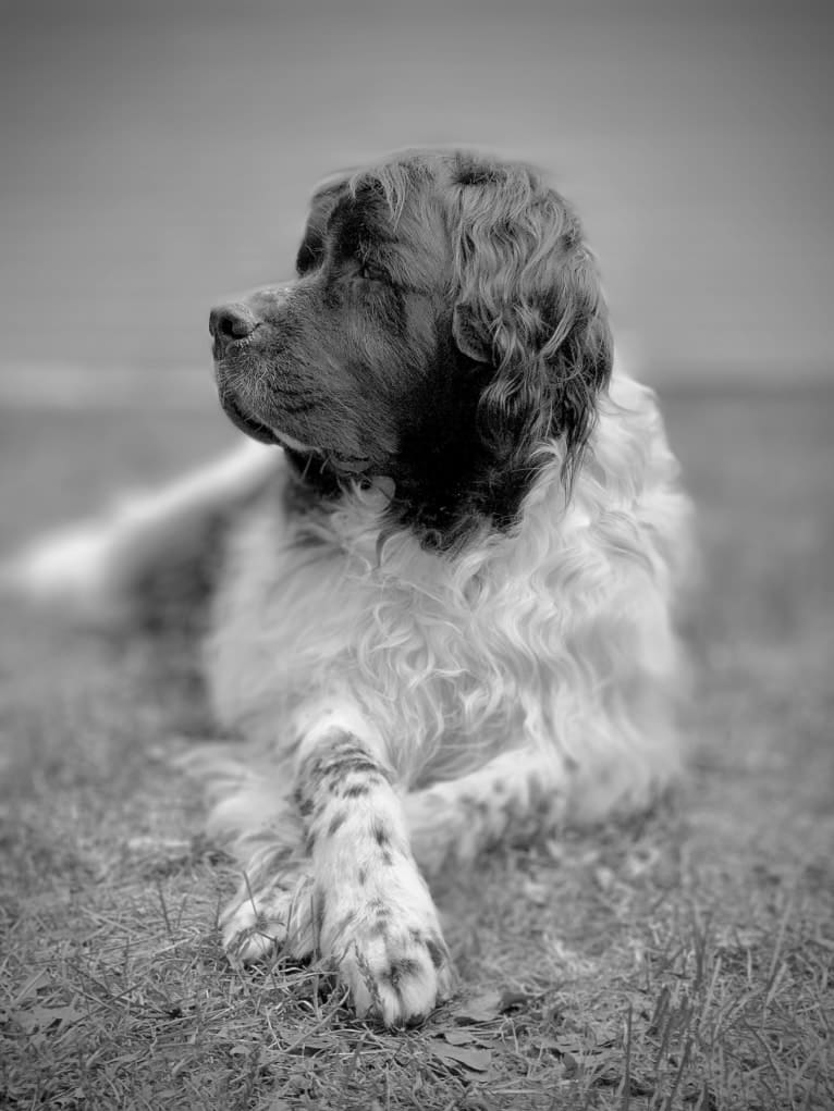 Huey, a Newfoundland tested with EmbarkVet.com