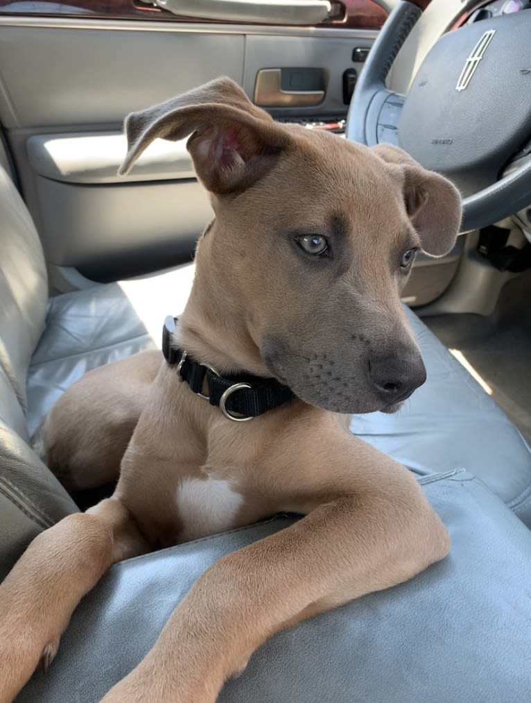 Remy, an American Pit Bull Terrier and American Staffordshire Terrier mix tested with EmbarkVet.com