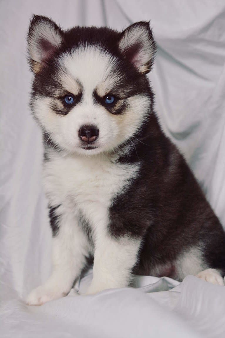 Stella Rae, a Pomsky tested with EmbarkVet.com