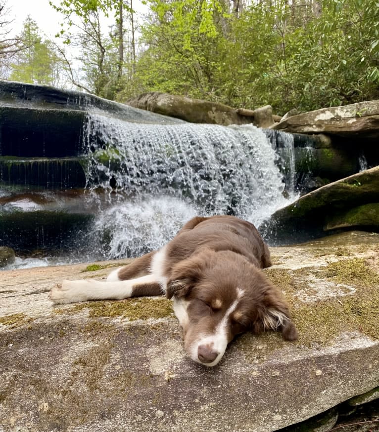 Hazelnut, a Border Collie and Siberian Husky mix tested with EmbarkVet.com