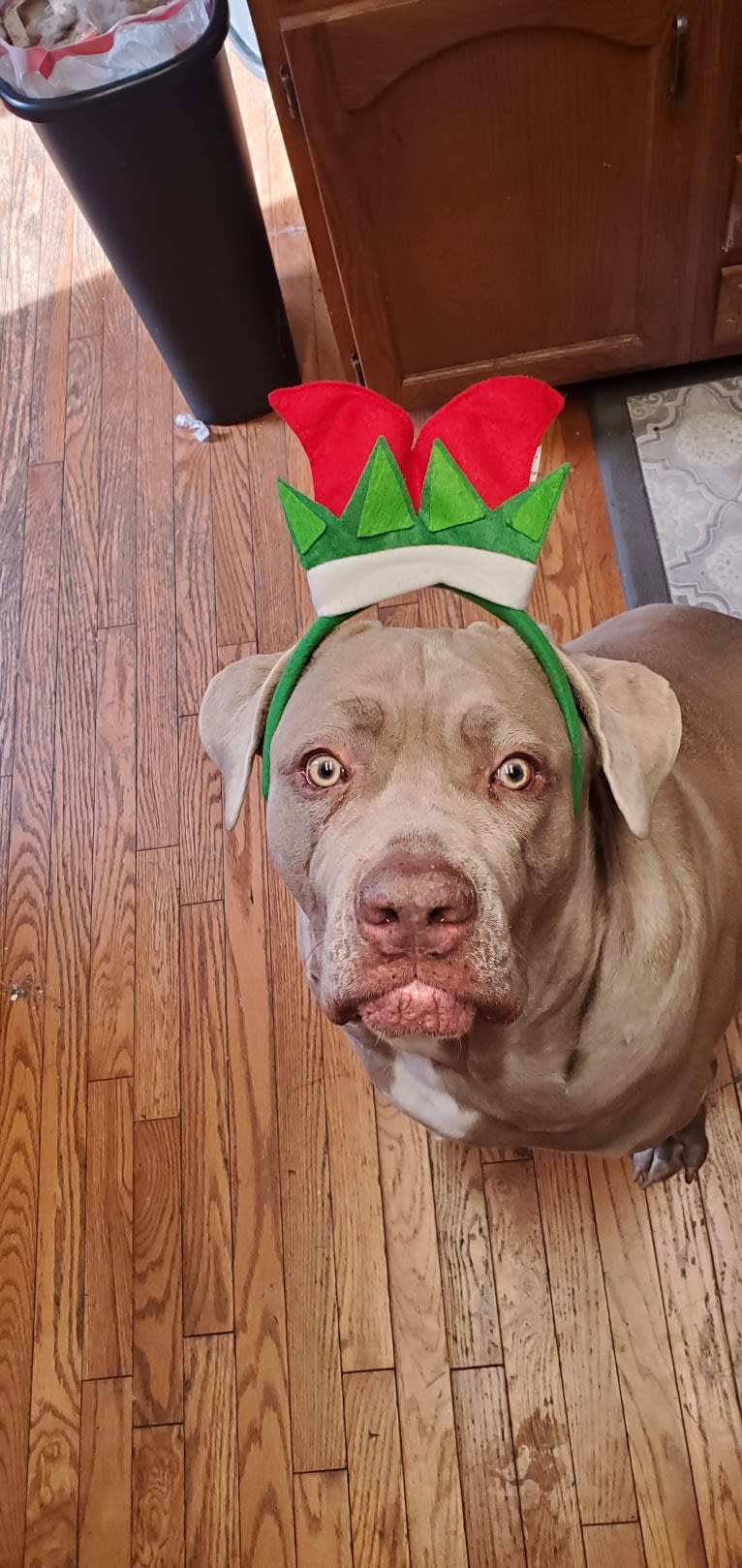 Garm, a Neapolitan Mastiff and Cane Corso mix tested with EmbarkVet.com