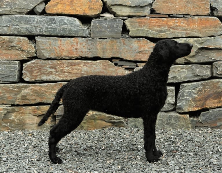 Infallibles Black Angel, a Curly-Coated Retriever tested with EmbarkVet.com