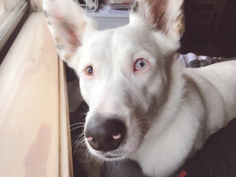 Finn, an Australian Cattle Dog and Australian Shepherd mix tested with EmbarkVet.com