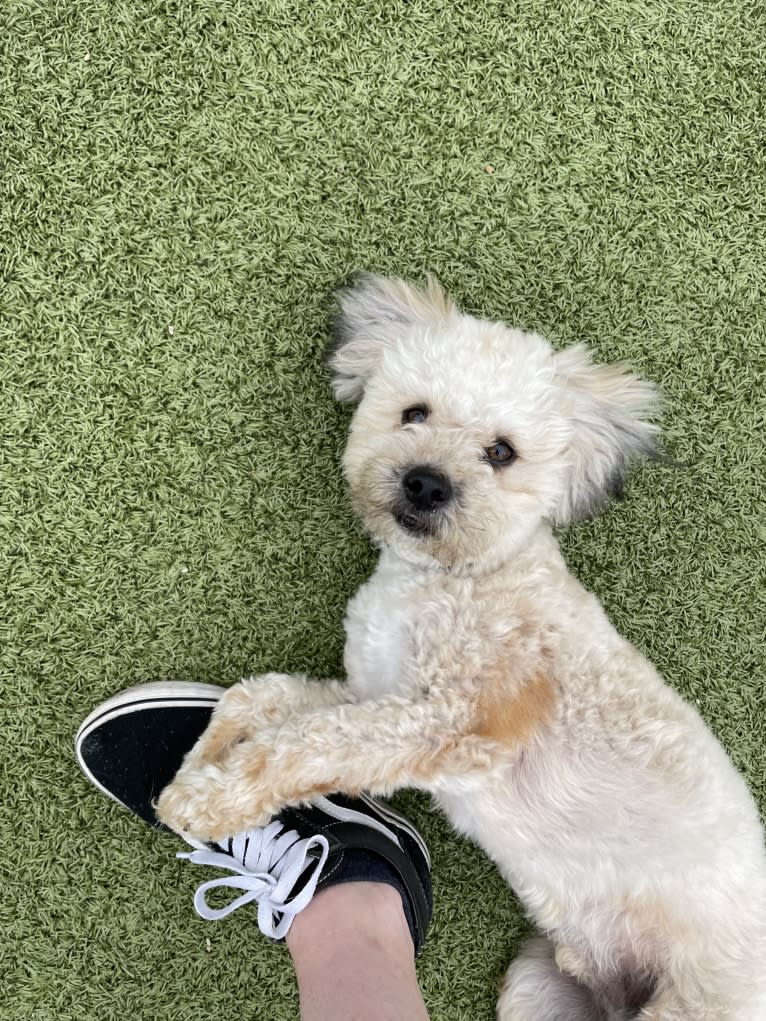 Beau, a Poodle (Small) and Russell-type Terrier mix tested with EmbarkVet.com