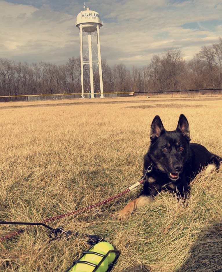 Laika, a Siberian Husky and Border Collie mix tested with EmbarkVet.com