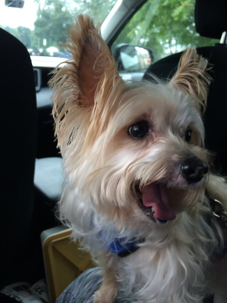 Silky maltese mix 2025