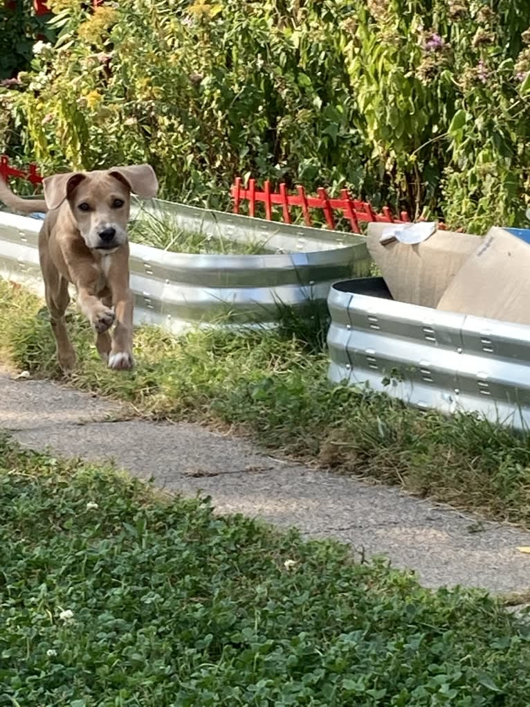 Lila, an American Pit Bull Terrier and Labrador Retriever mix tested with EmbarkVet.com