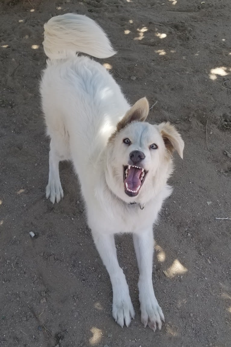 Falkor, a Great Pyrenees and Great Dane mix tested with EmbarkVet.com