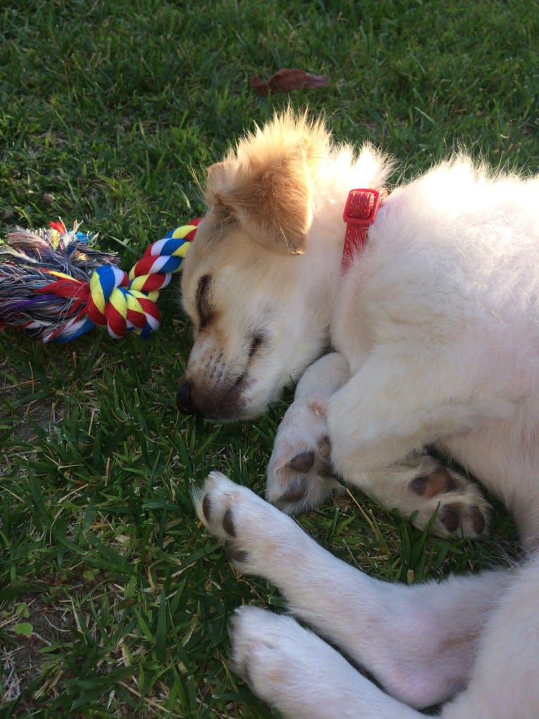 Pliny, a Chihuahua and Poodle (Small) mix tested with EmbarkVet.com