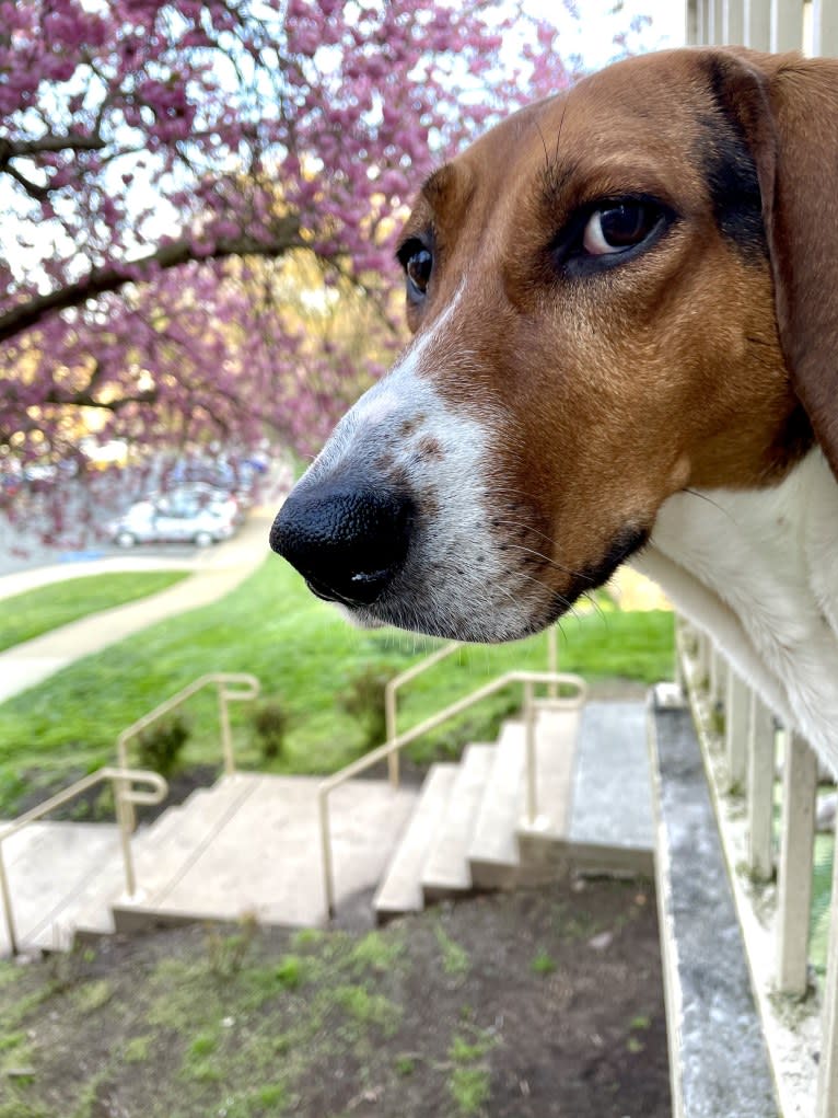 Roxy, a Treeing Walker Coonhound tested with EmbarkVet.com