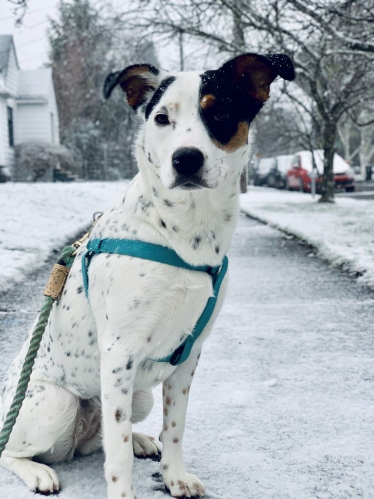 Rita, an Australian Cattle Dog and Rottweiler mix tested with EmbarkVet.com