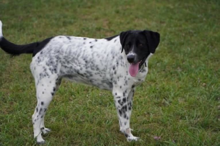 Millie, a Labrador Retriever and Great Pyrenees mix tested with EmbarkVet.com