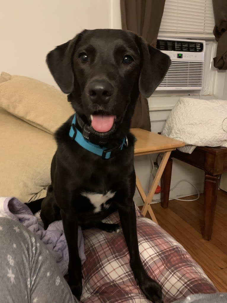 Suki, a Golden Retriever and Labrador Retriever mix tested with EmbarkVet.com