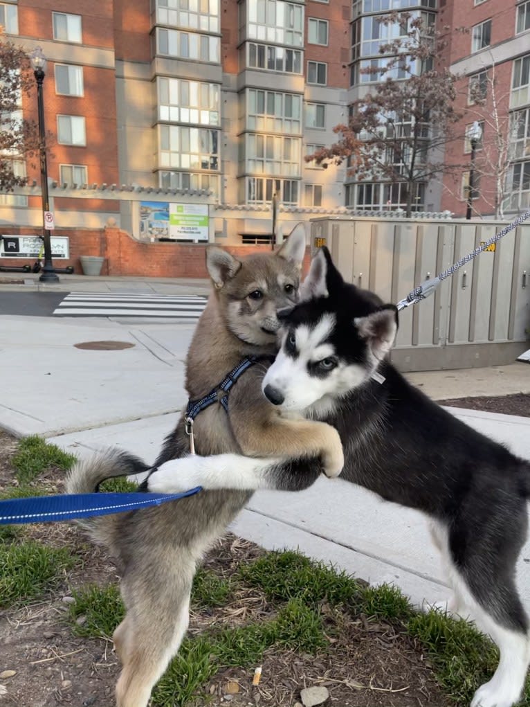 Stella, an Alaskan Klee Kai and Shiba Inu mix tested with EmbarkVet.com