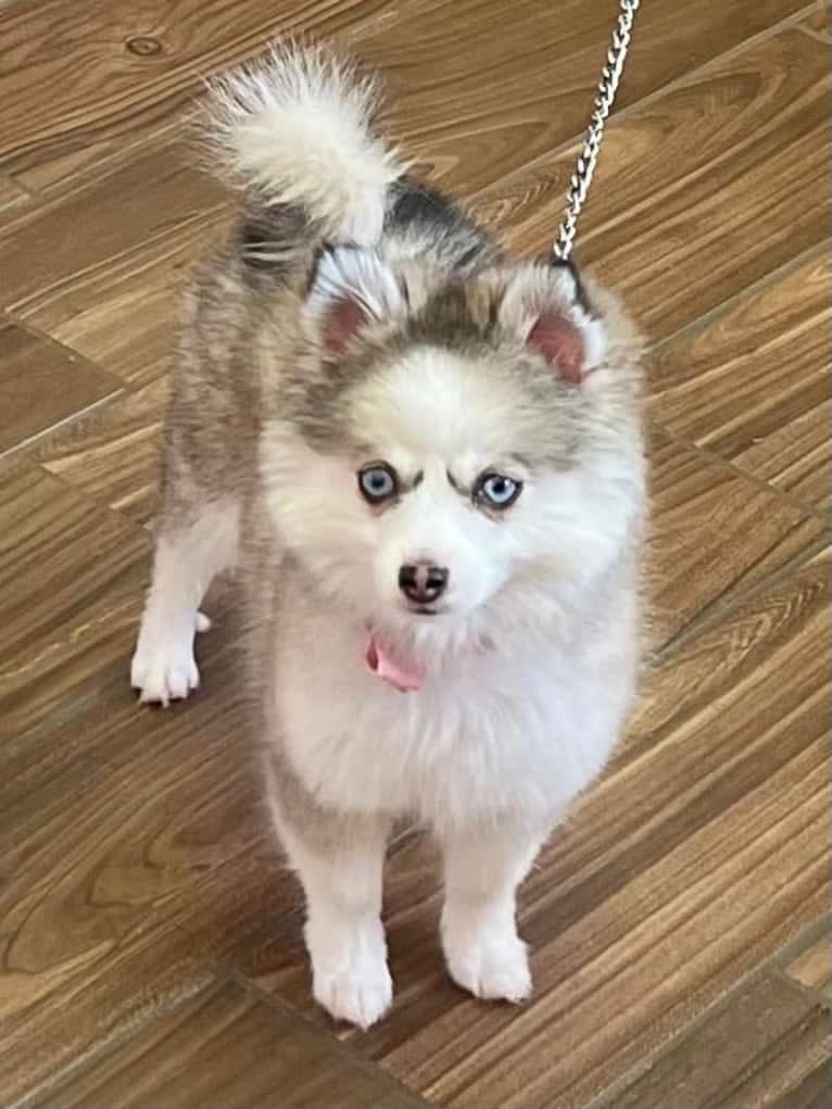 Bella, a Pomsky tested with EmbarkVet.com