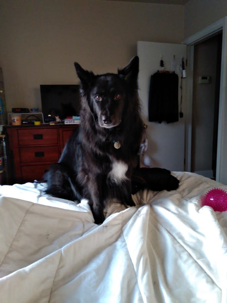 Kelly, a Border Collie and Canadian Eskimo Dog mix tested with EmbarkVet.com