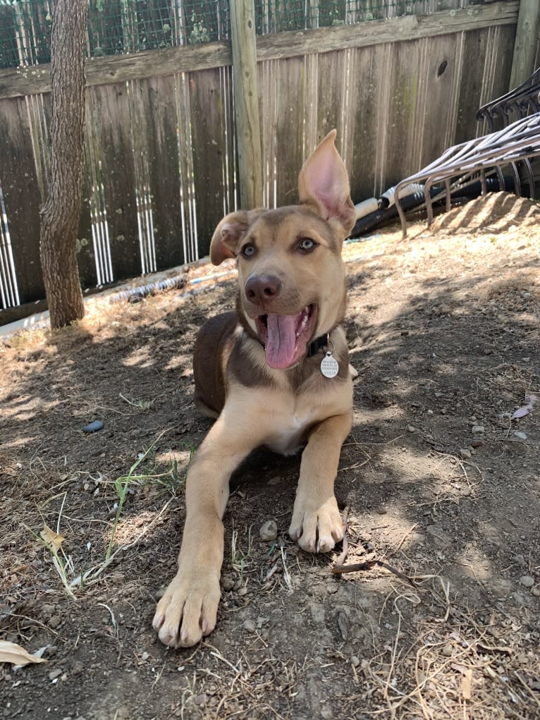 Conan, a German Shepherd Dog and American Pit Bull Terrier mix tested with EmbarkVet.com