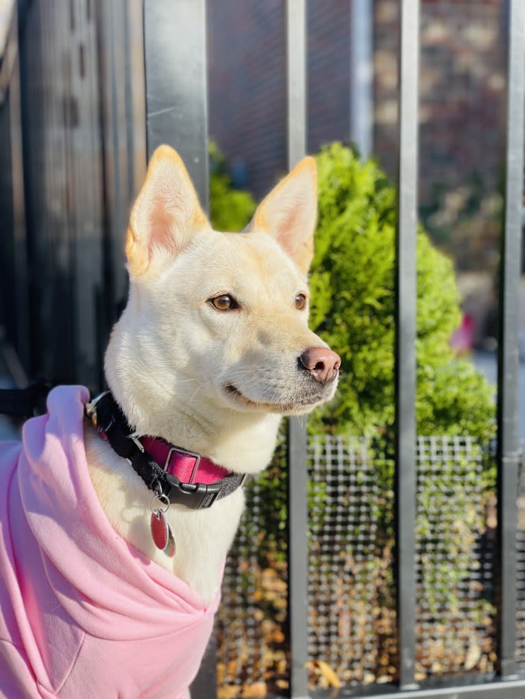 Sunny, a Japanese or Korean Village Dog tested with EmbarkVet.com