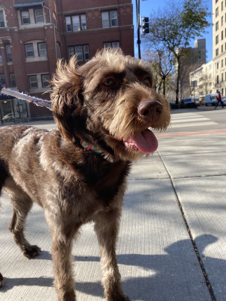 Tilly, a Labradoodle tested with EmbarkVet.com