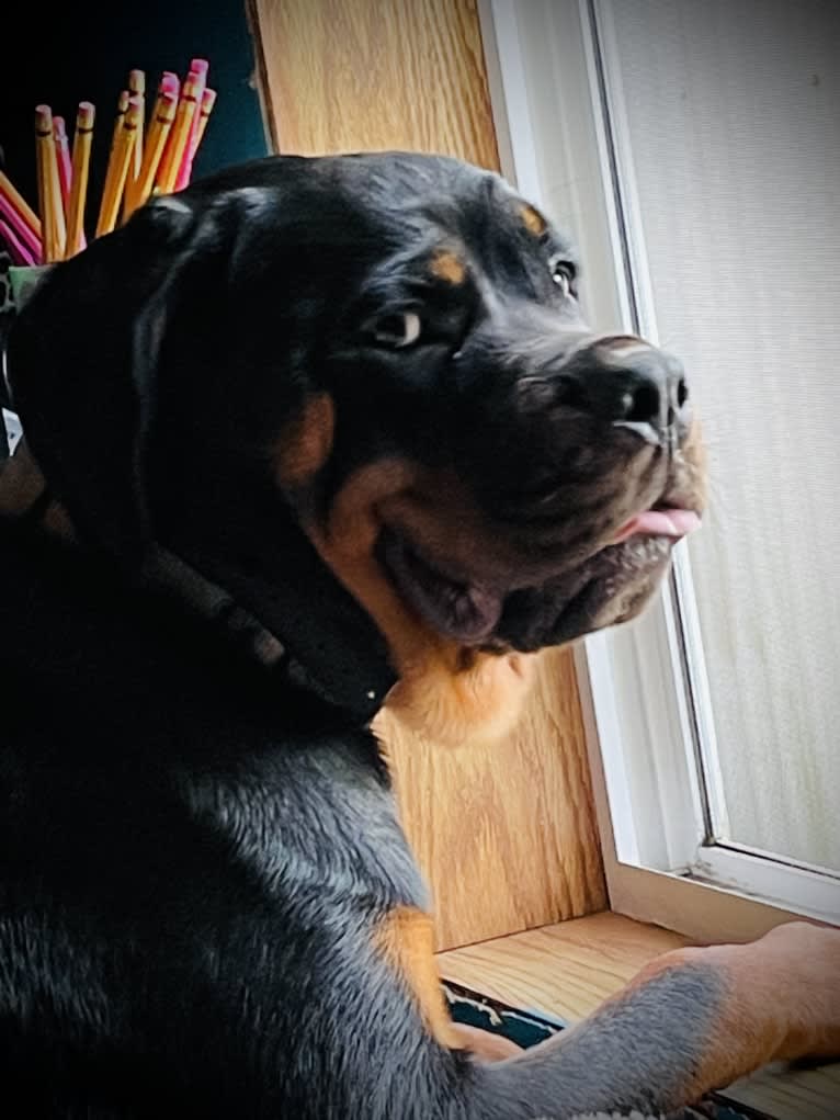 Chompy, a Rottweiler tested with EmbarkVet.com