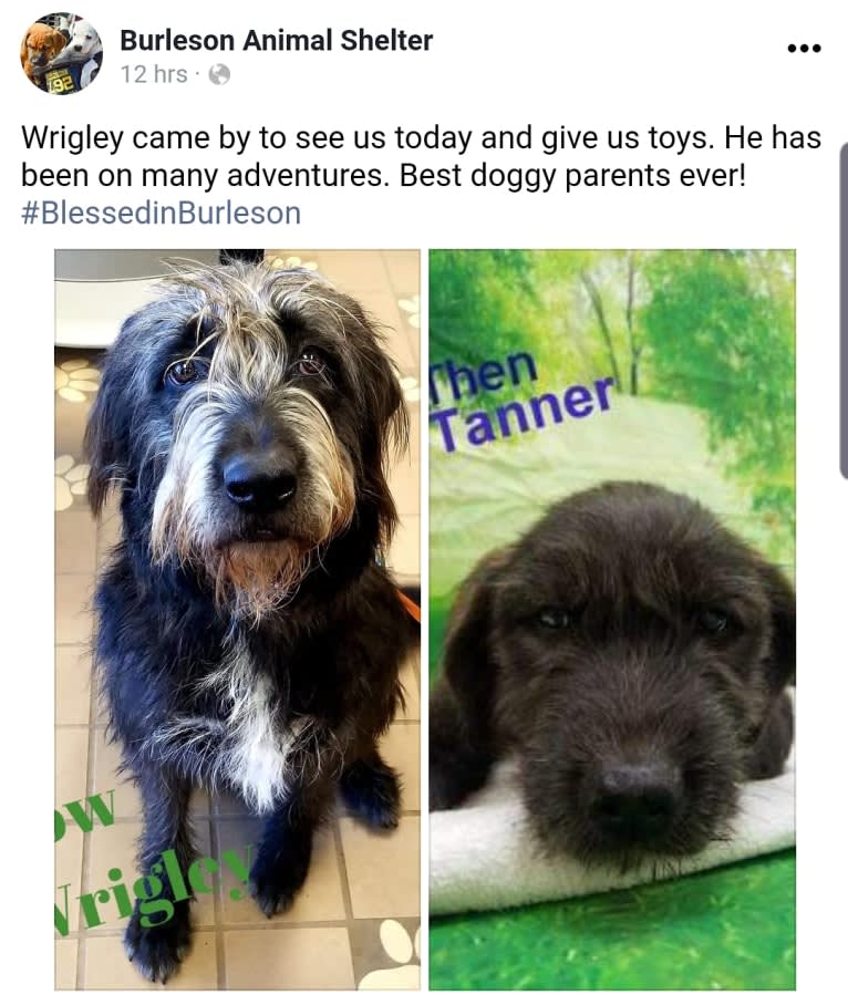 Wrigley, an Old English Sheepdog and American Pit Bull Terrier mix tested with EmbarkVet.com