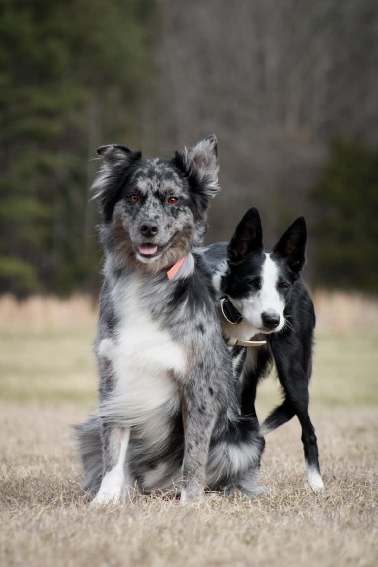 Dakota, an Australian Shepherd tested with EmbarkVet.com