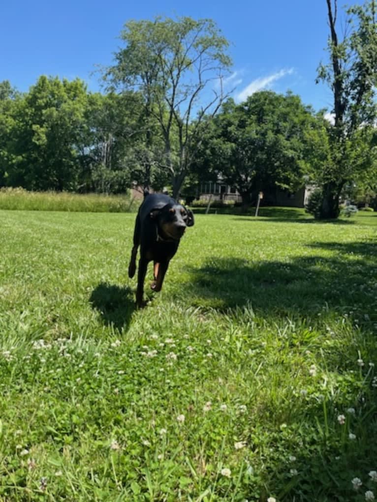 Arlo, a Doberman Pinscher tested with EmbarkVet.com