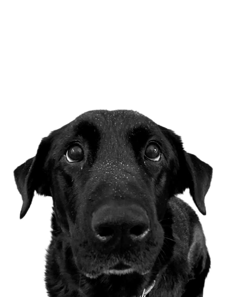 Bear, a Labrador Retriever and German Shepherd Dog mix tested with EmbarkVet.com