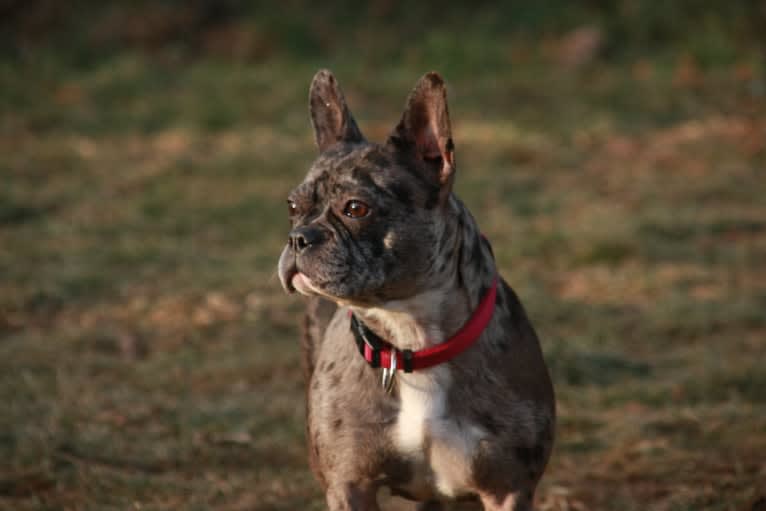 Pandora, a French Bulldog tested with EmbarkVet.com