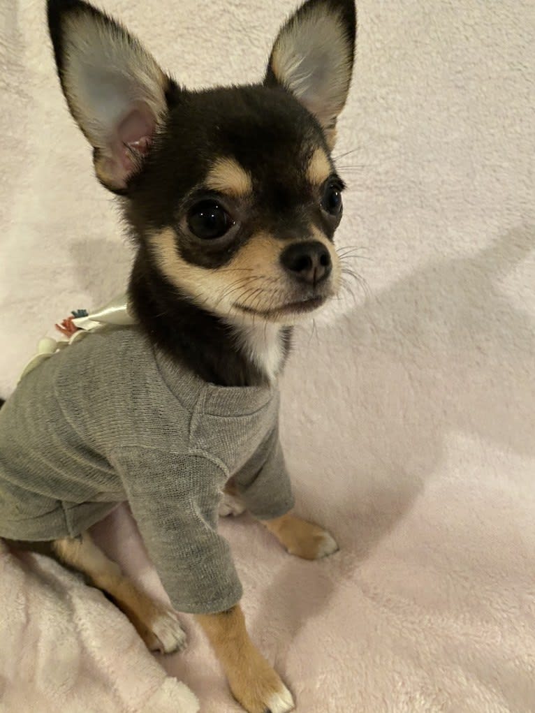 Alli-Mae, a Chihuahua tested with EmbarkVet.com