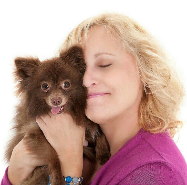 Brownie, a Pomeranian tested with EmbarkVet.com