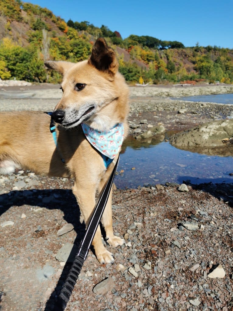 Abel, a German Shepherd Dog and Jindo mix tested with EmbarkVet.com