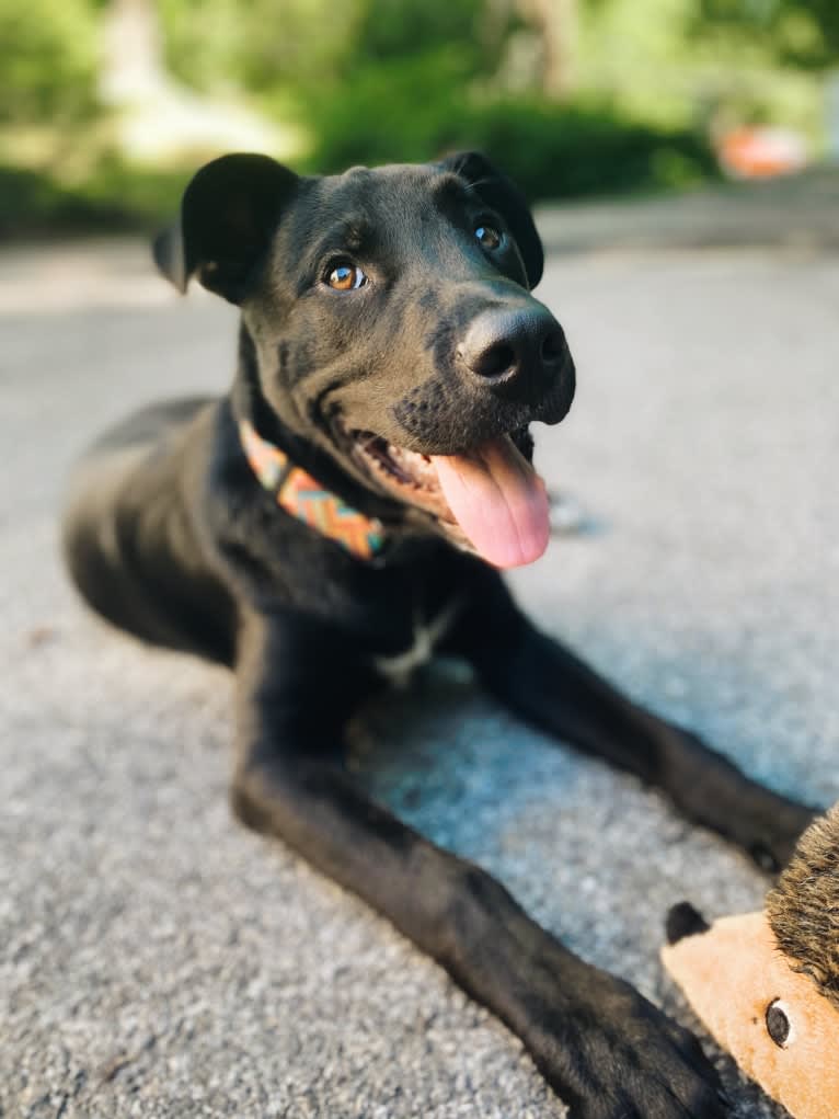 Mooshie, an American Pit Bull Terrier and German Shepherd Dog mix tested with EmbarkVet.com