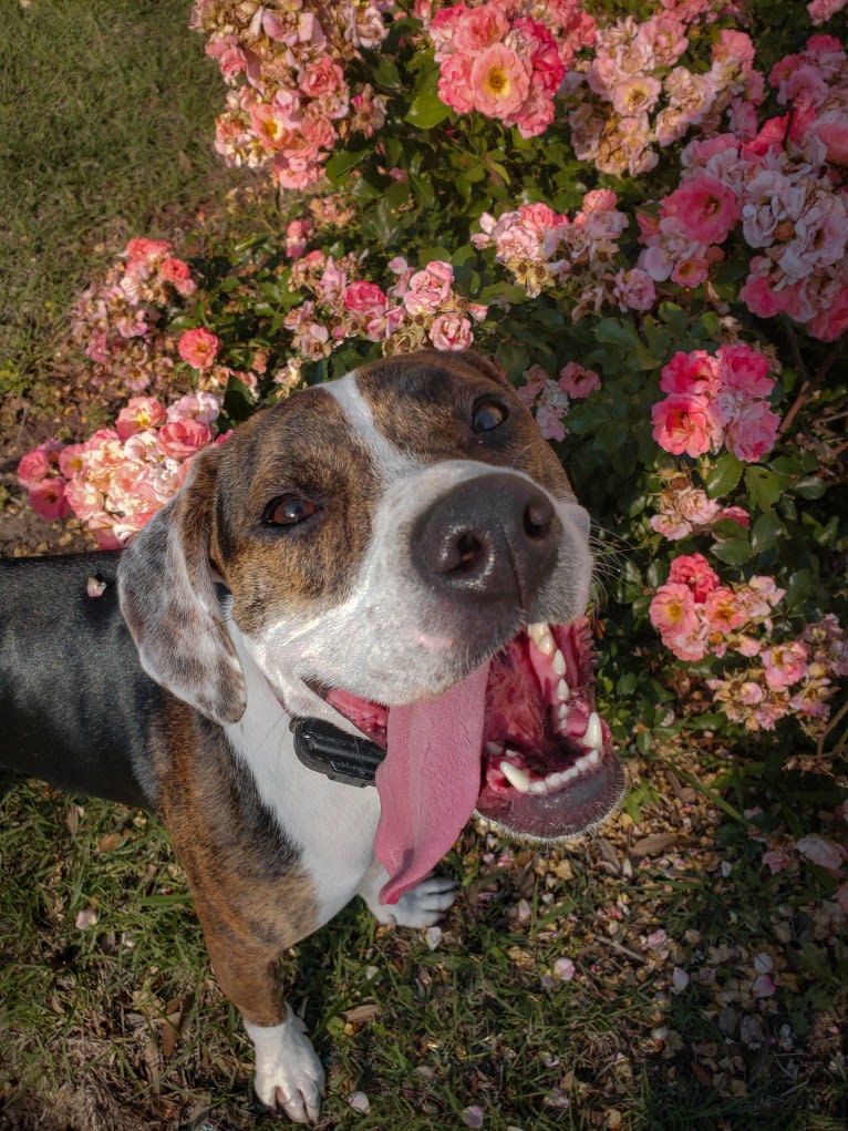 Charlie Bird, an American Pit Bull Terrier and Mountain Cur mix tested with EmbarkVet.com