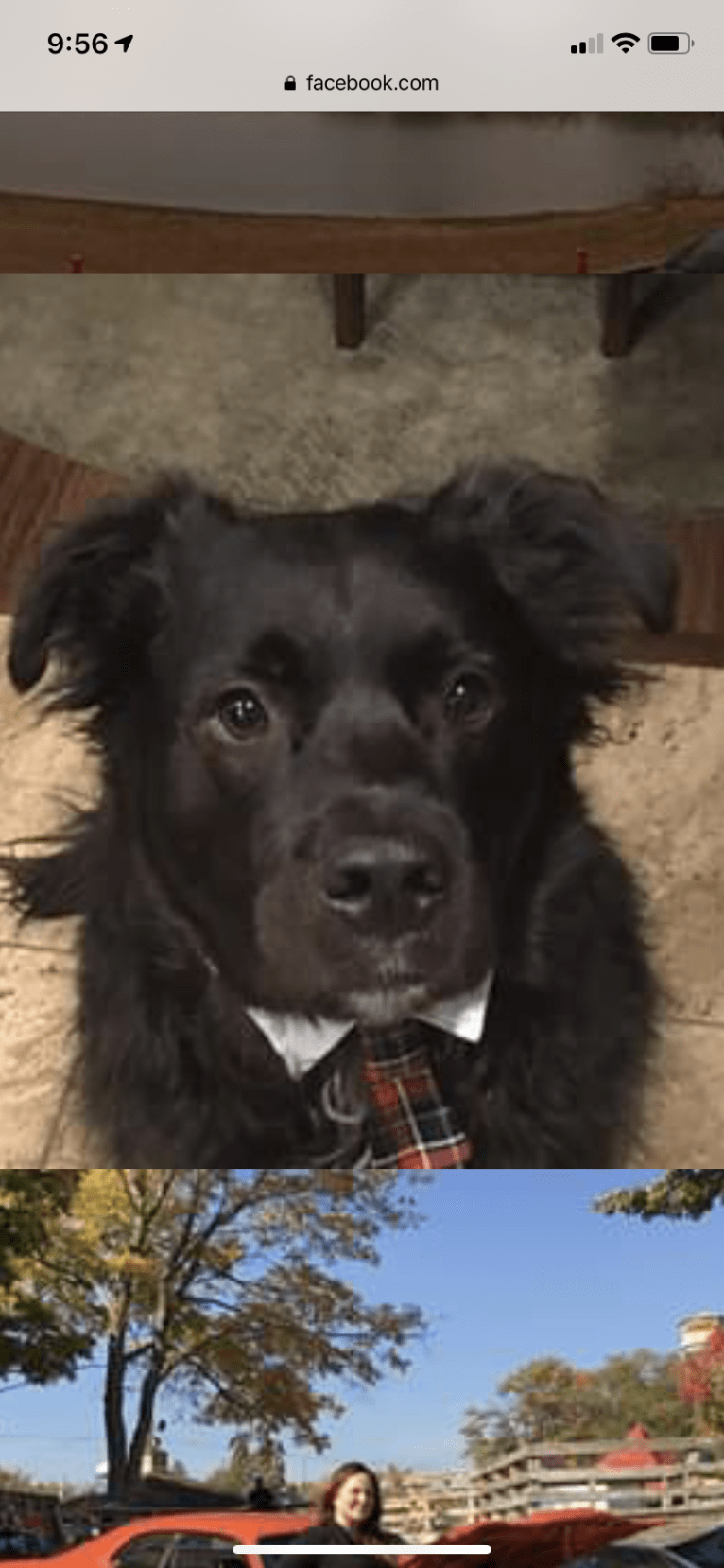 Cooper, an American Pit Bull Terrier and Chow Chow mix tested with EmbarkVet.com