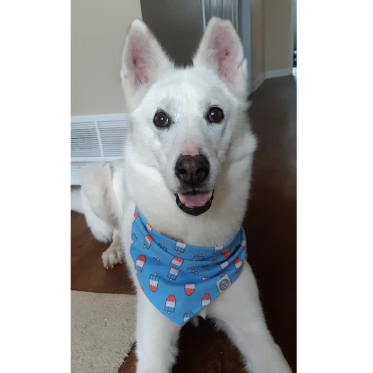Charlie, an Alaskan-type Husky tested with EmbarkVet.com
