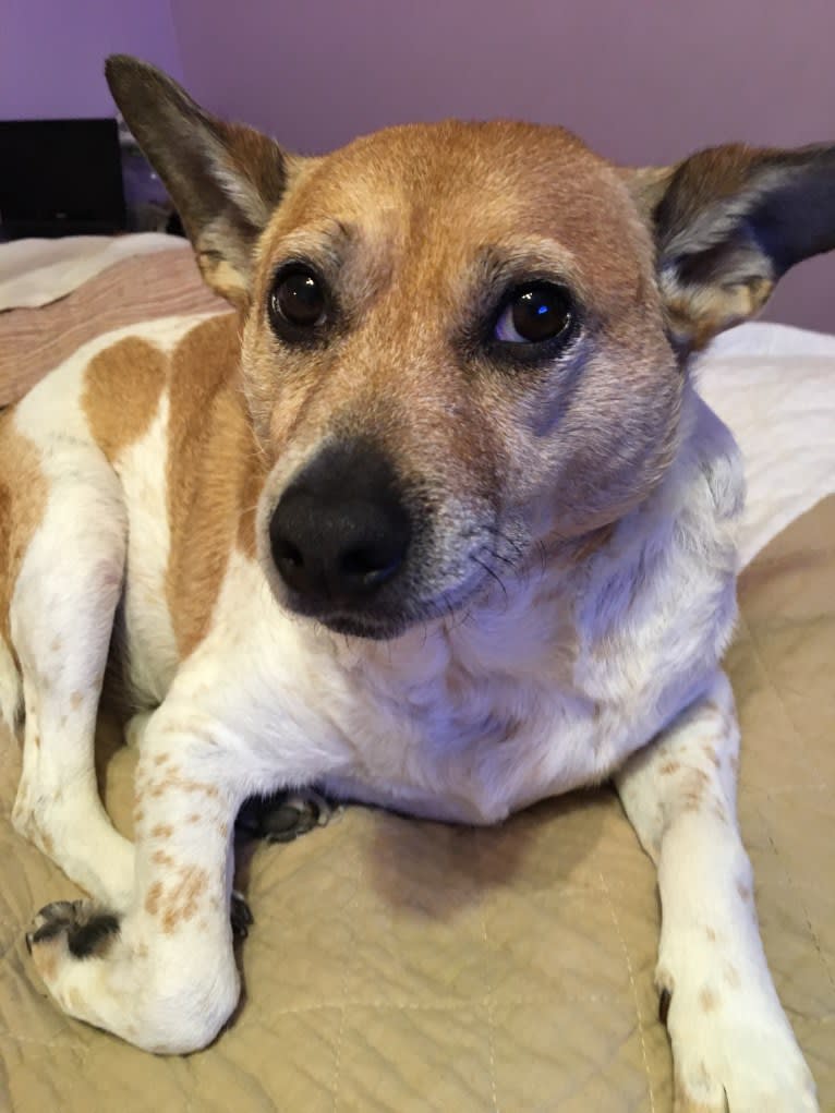 Sammy, an Australian Cattle Dog and Pug mix tested with EmbarkVet.com